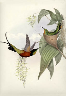 Hummingbirds