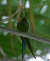 Swallow-tailed Hummingbird, Brazil, August 2000 - click for larger image