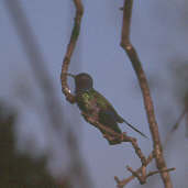 Swallow-tailed Hummingbird, Brazil, August 2000 - click for larger image