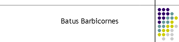 Batus Barbicornes
