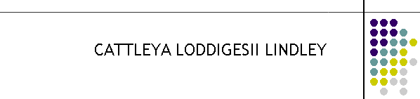 CATTLEYA LODDIGESII LINDLEY