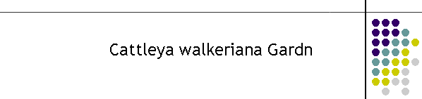 Cattleya walkeriana Gardn
