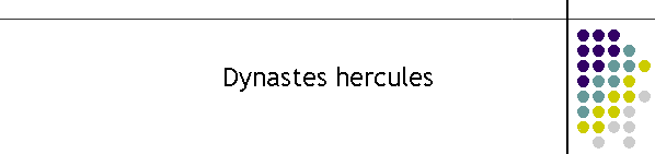 Dynastes hercules