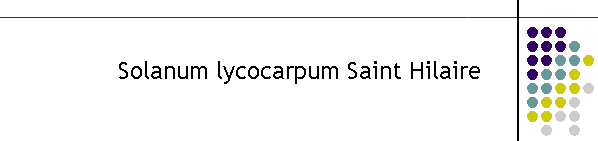 Solanum lycocarpum Saint Hilaire